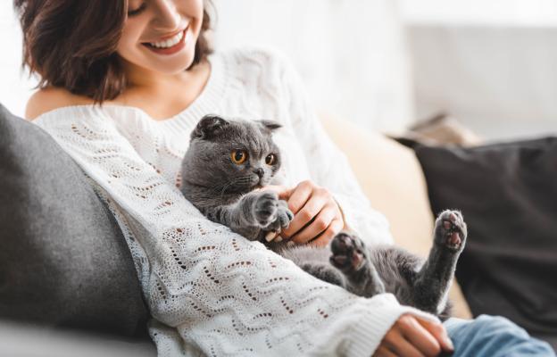 Шотландска клепоуха котка