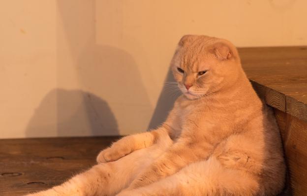 Шотландска клепоуха котка
