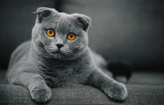 Шотландска клепоуха котка