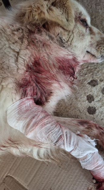 кучета Овча Купел