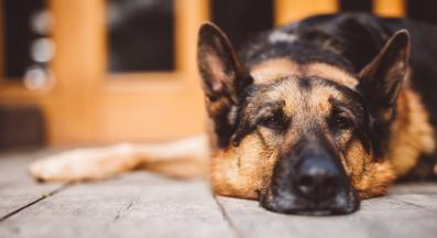 Немска овчарка