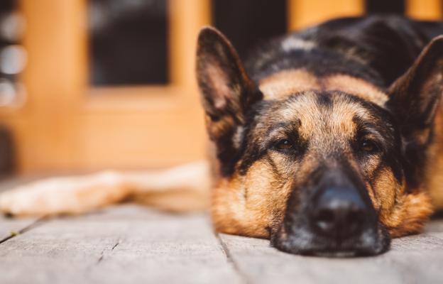 Немска овчарка