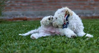 куче ближе себе си