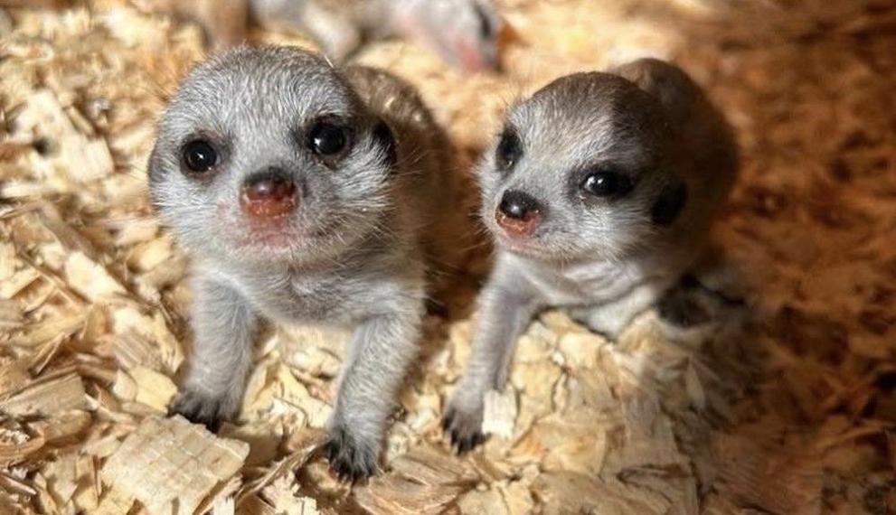 Сурикатите Тимон и Пумба станаха родители на три нежни бебета