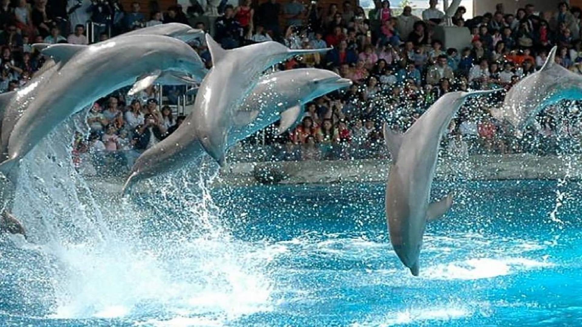 делфинариум Варна