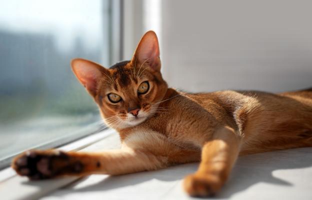 Абисинска котка