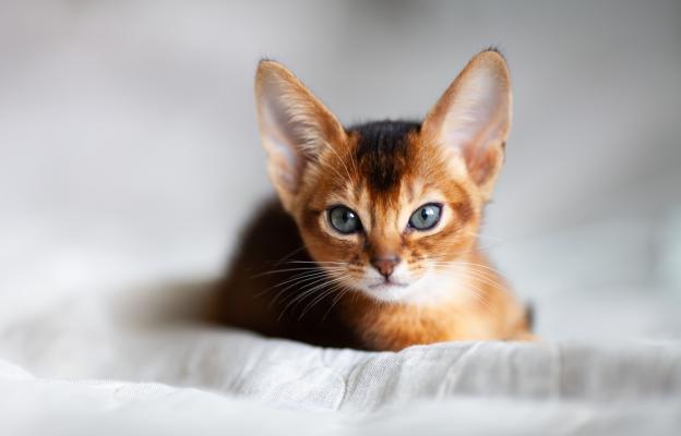 Абисинска котка