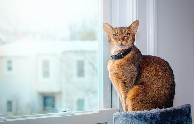Абисинска котка