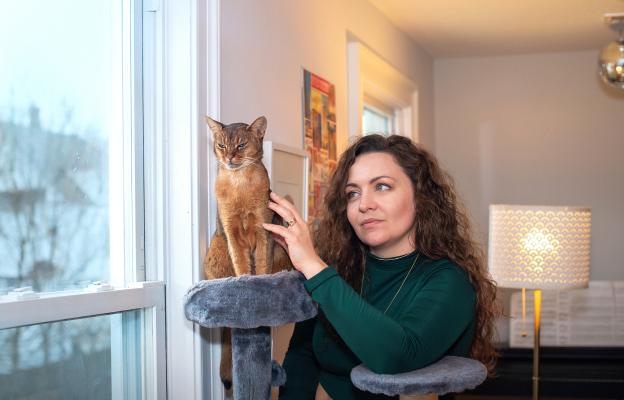 Абисинска котка
