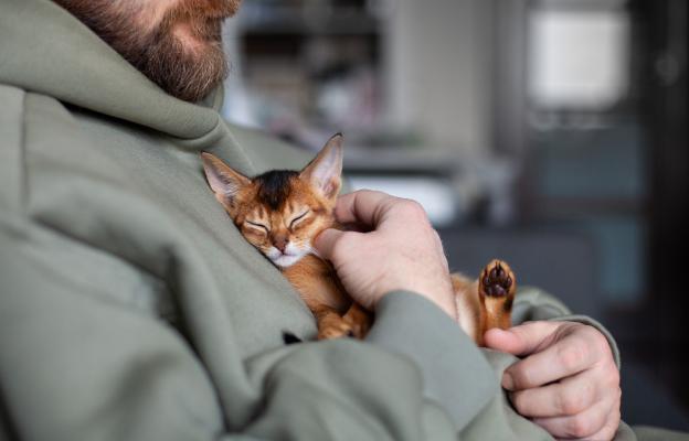Абисинска котка