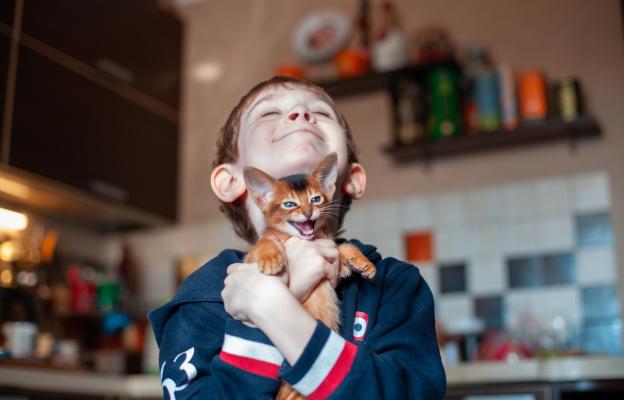 Абисинска котка