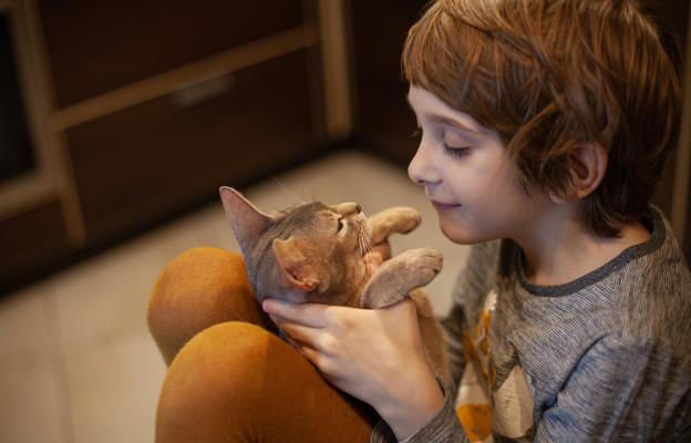 Абисинска котка