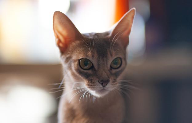 Абисинска котка