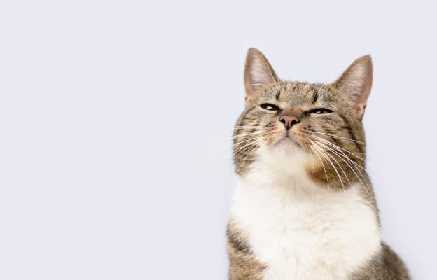 Котка души