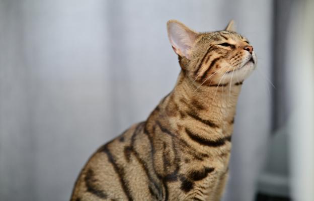Котка души