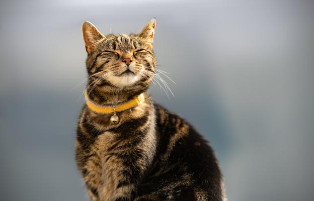 Котка души
