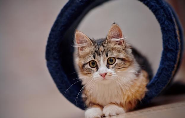 Котка