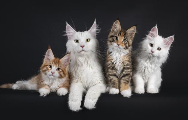 Котка