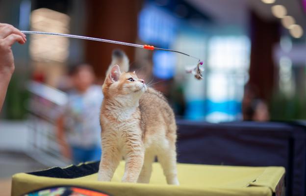 Котка