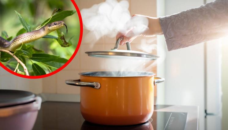 змия - БРУТАЛНО: Над сто ученици се разболяха заради храна с мъртва змия!