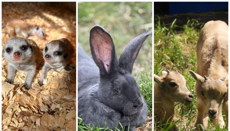 ЗАЙЦИ - ГИГАНТИ: Лилави зайци дойдоха в България, стигат до 15 кила!