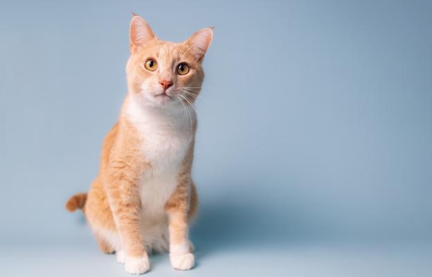 Домашна котка