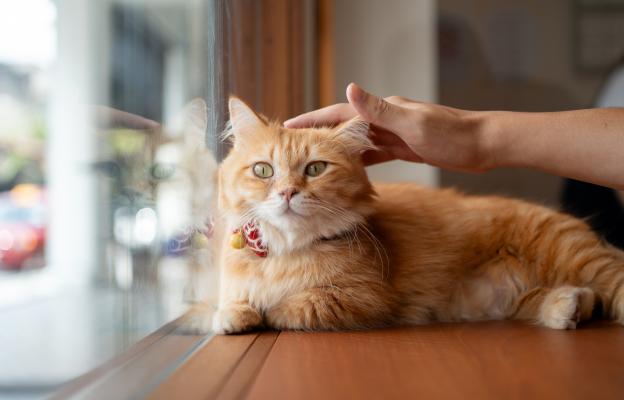 Домашна котка