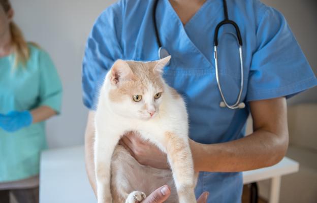 Домашна котка