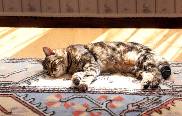 Домашна котка