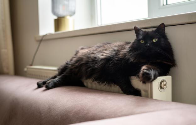 Домашна котка