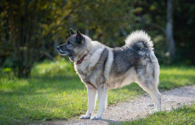 Норвежки елкхунд