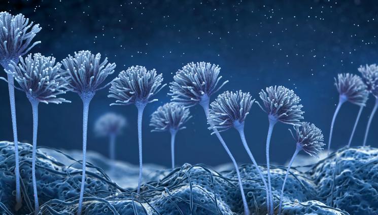 гъбички - САМО ТОВА ЛИПСВАШЕ: Смъртоносни гъбички нападат Европа!