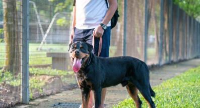 куче защита