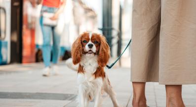 Кавалер Кинг Чарлз шпаньол