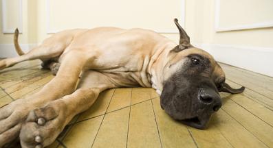 куче подуване на стомаха