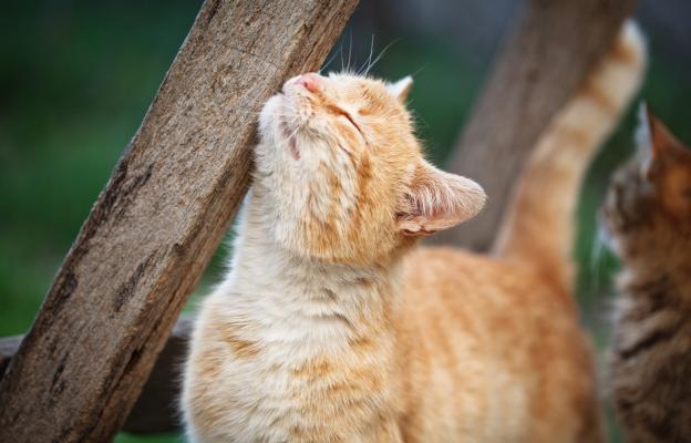 Котка с кърлеж