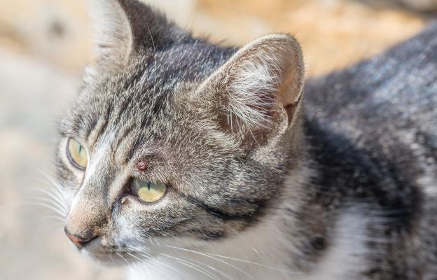 Котка с кърлеж