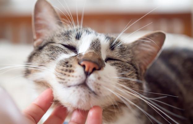 Домашна котка
