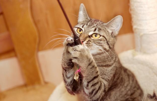 Домашна котка