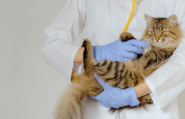 Домашна котка