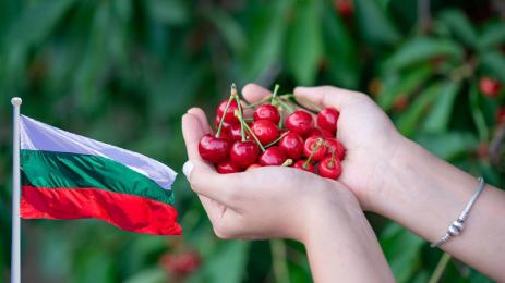 БЪЛГАРСКИ ЧЕРЕШИ: 50 лева за килограм!