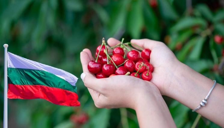 череши - БЪЛГАРСКИ ЧЕРЕШИ: 50 лева за килограм!