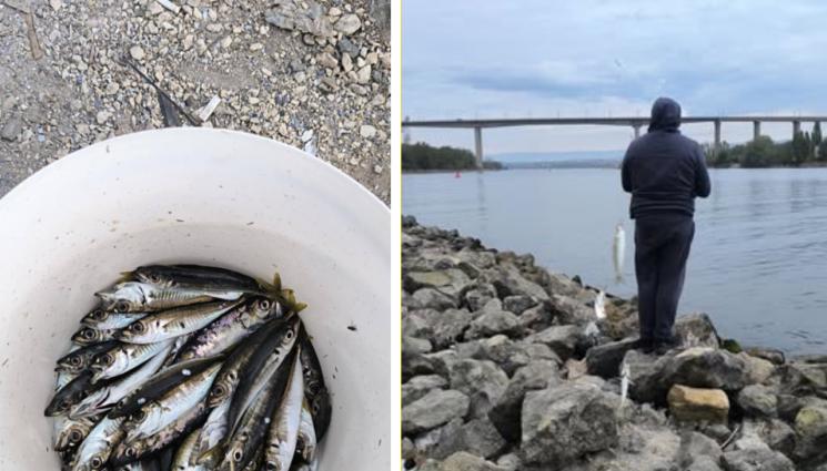 сафрид - Mорето „завря“ от сафрид!