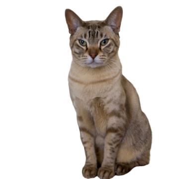 Австралийски мист