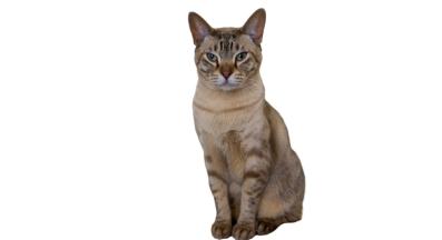 Австралийски мист