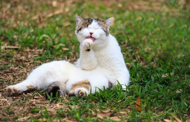 домашна котка