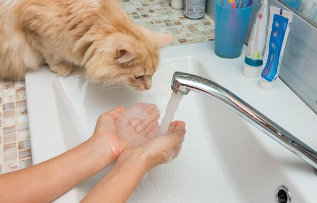 домашна котка
