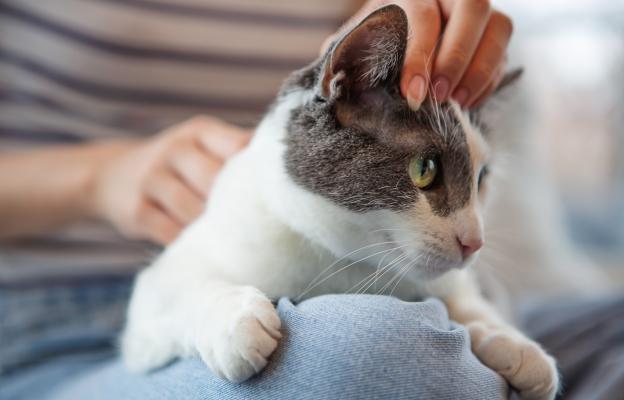 домашна котка