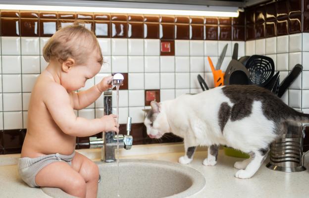 домашна котка