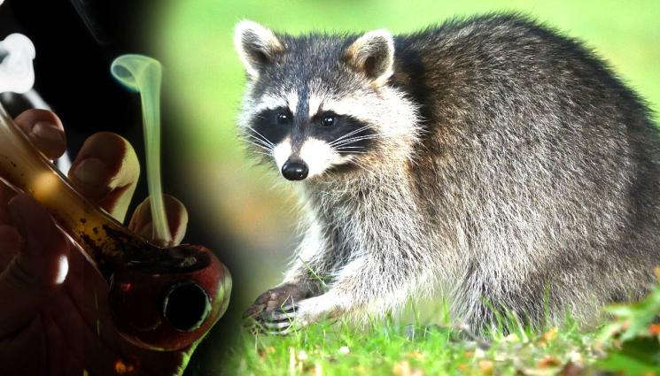 енот - ТОВА НЕ СЕ ВИЖДА ВСЕКИ ДЕН: Хванаха енот да пуши метамфетамини! (ВИДЕО)